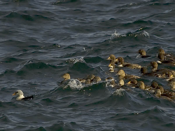 Kyhmyhaahka, King Eider, Somateria spectabilis